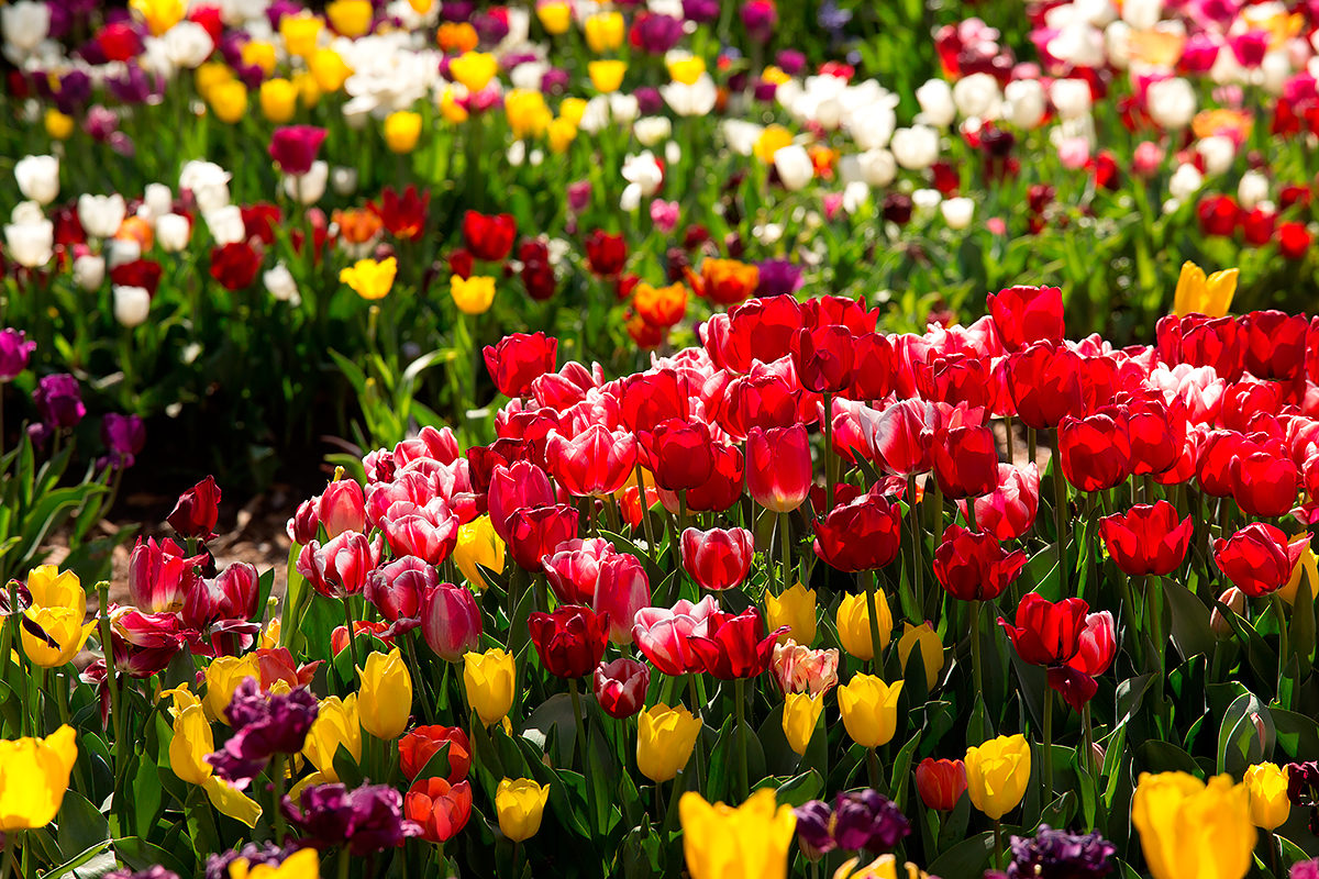 Тюльпаны на фестивале цветов 