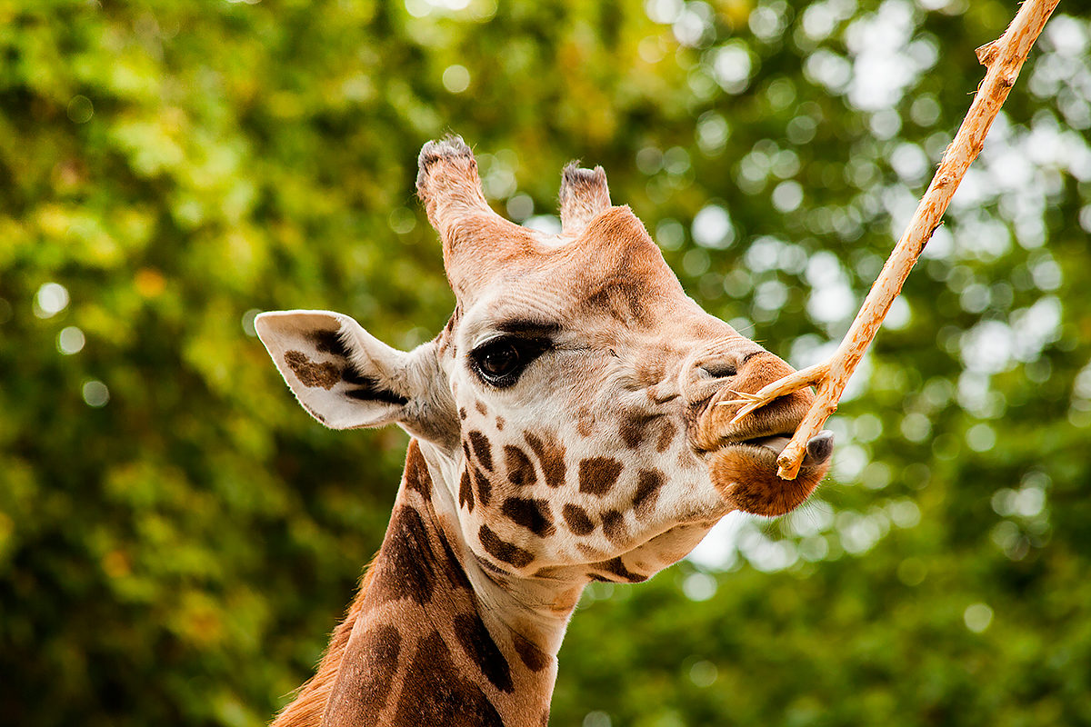 Жираф в Антверпенском зоопарке