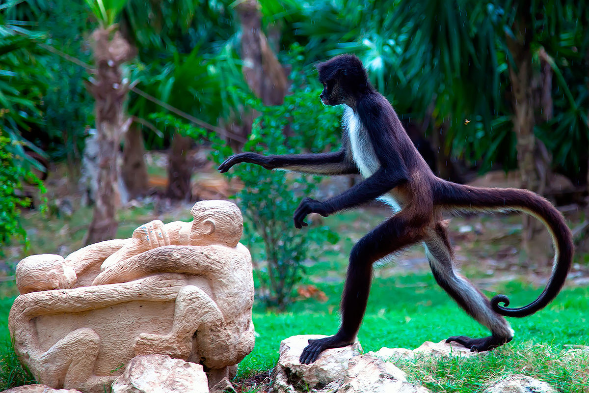 Паукообразная обезьяна, Колумбия