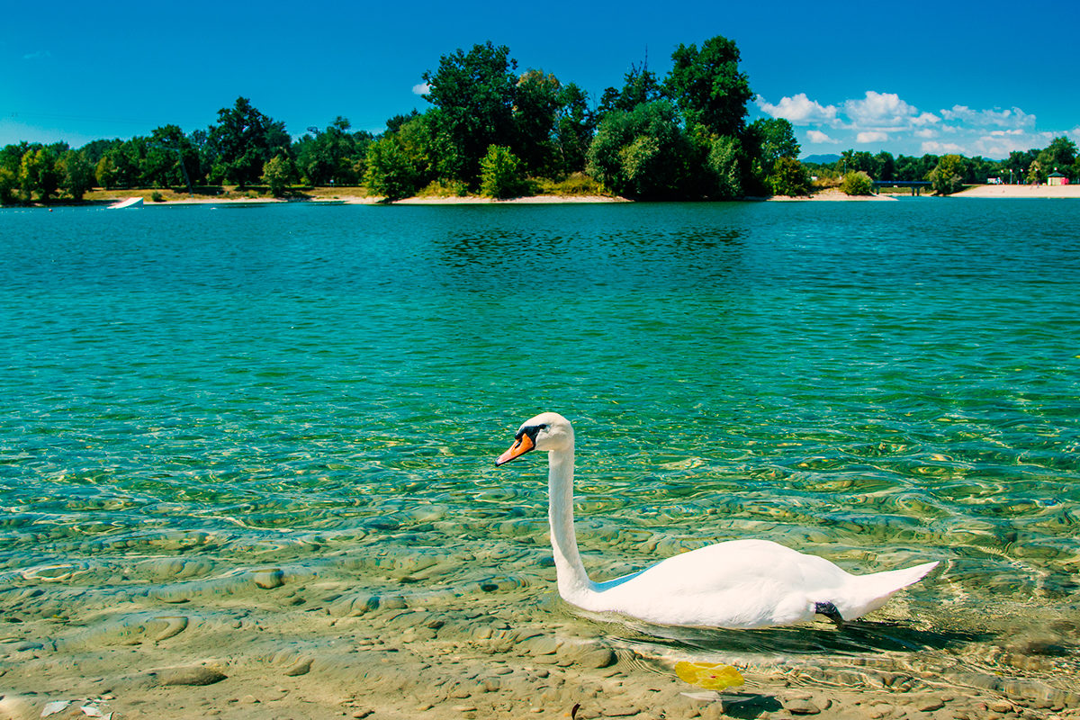 Лебедь на озере Ярун