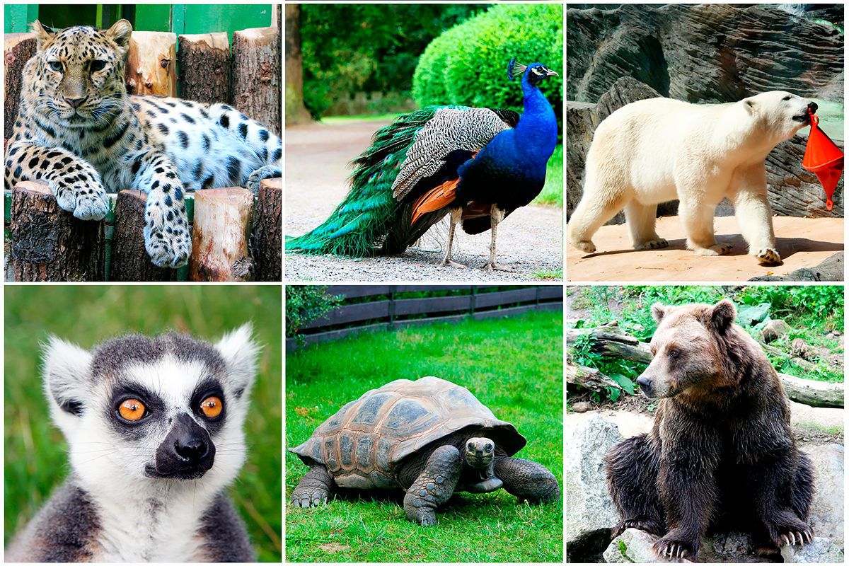 Животные Берлинского зоопарка