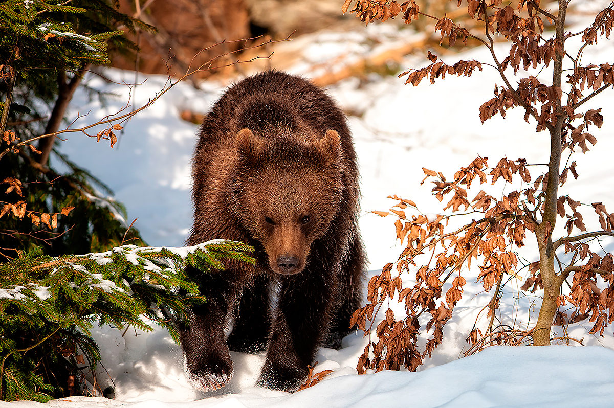 Медведь в национальном парке Баварии