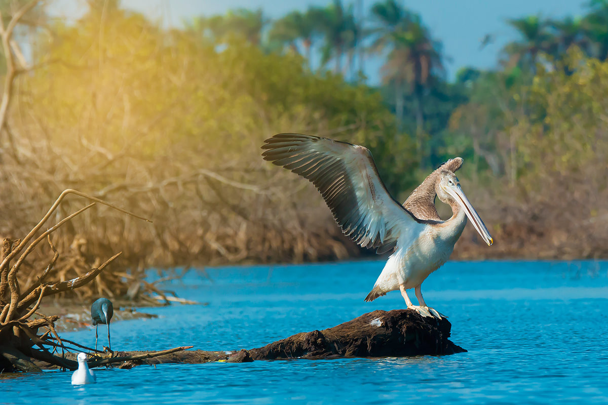 Розовый пеликан близ мангровых зарослей