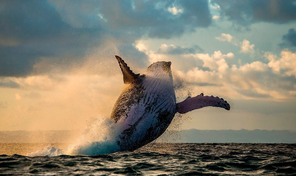 Горбатый кит у берегов Мадагаскара