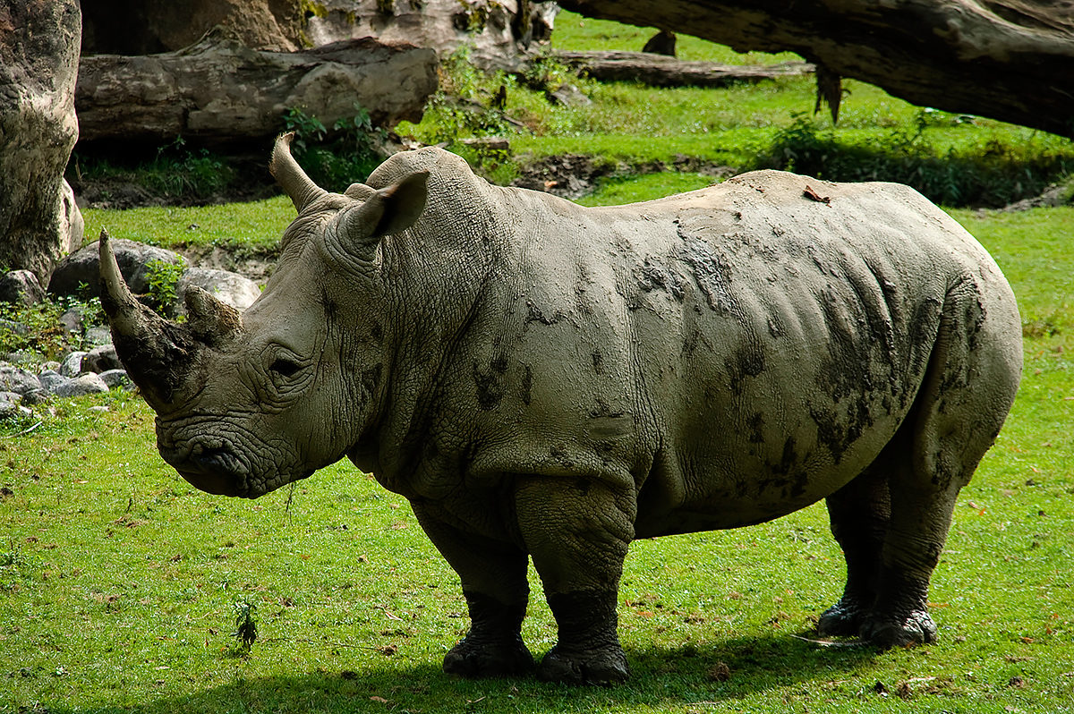 Носорог в Зальцбургском зоопарке