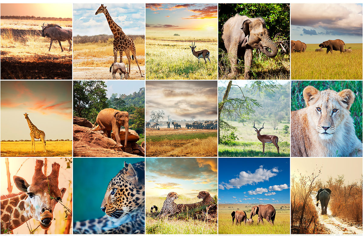 Африки животный география. Животные Африки. Животные саванны. Животные и растения Африки. Коллаж растительный и животный мир саванны.