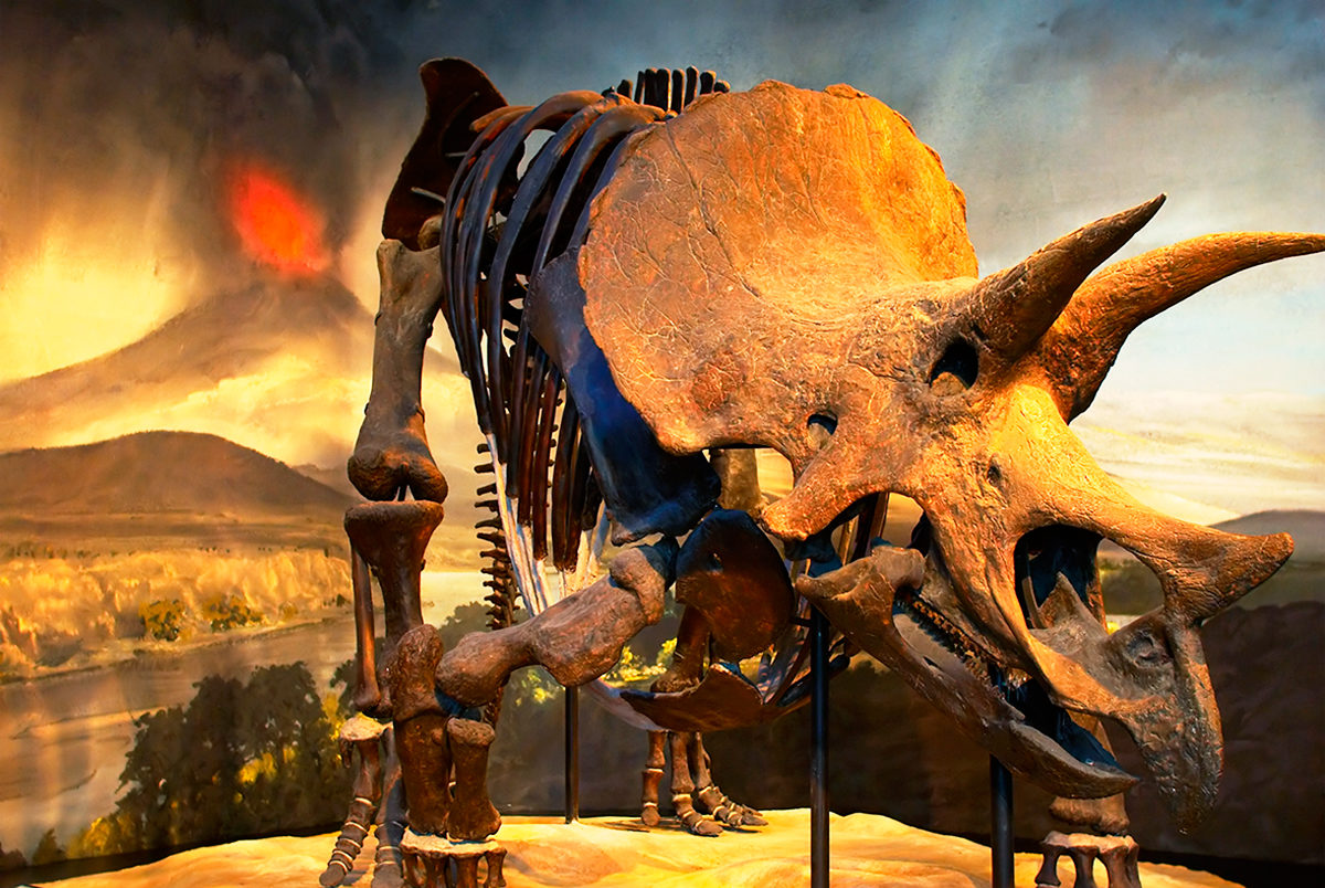Скелет динозавра, Музей науки штата Миннесота