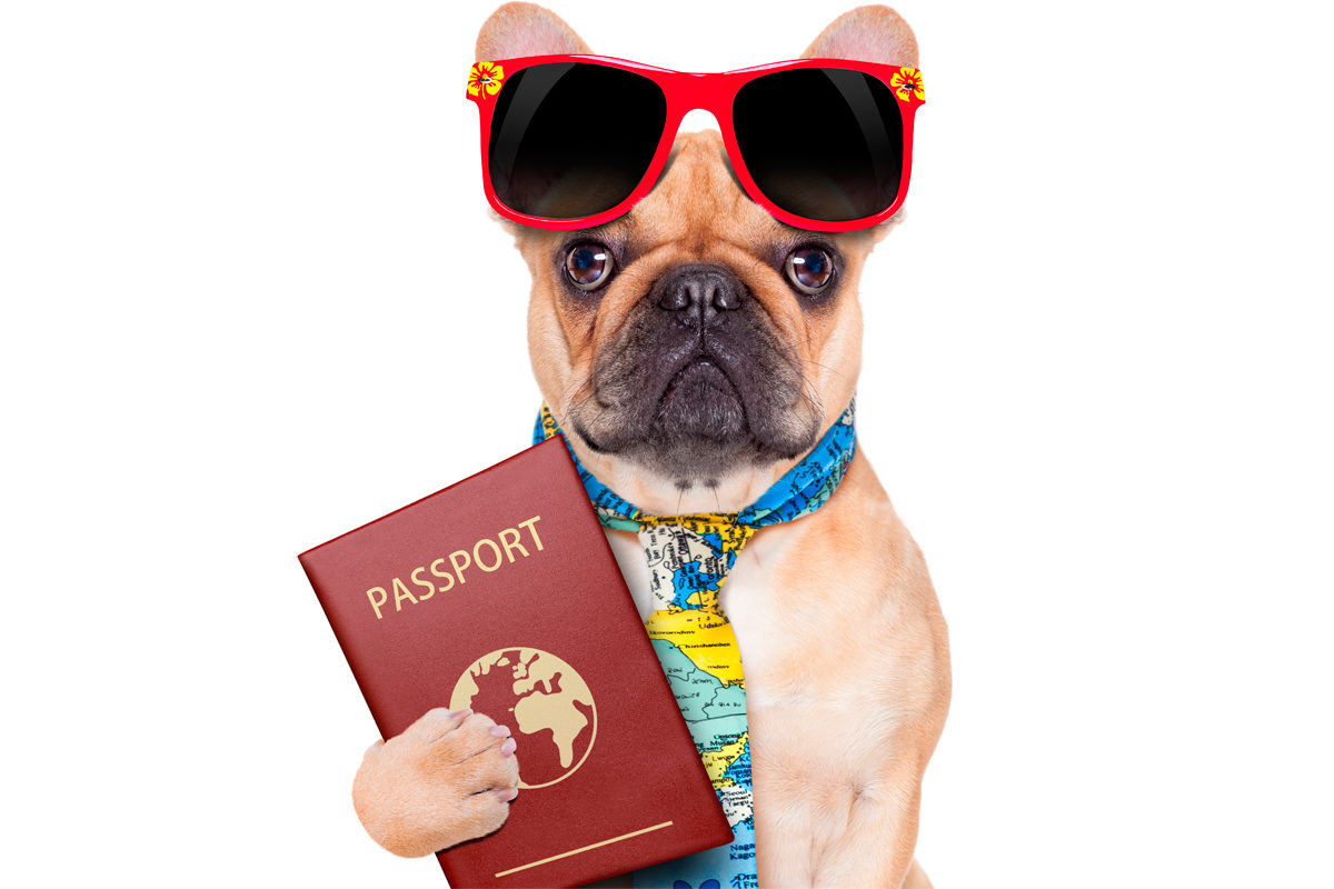 Паспорт животного