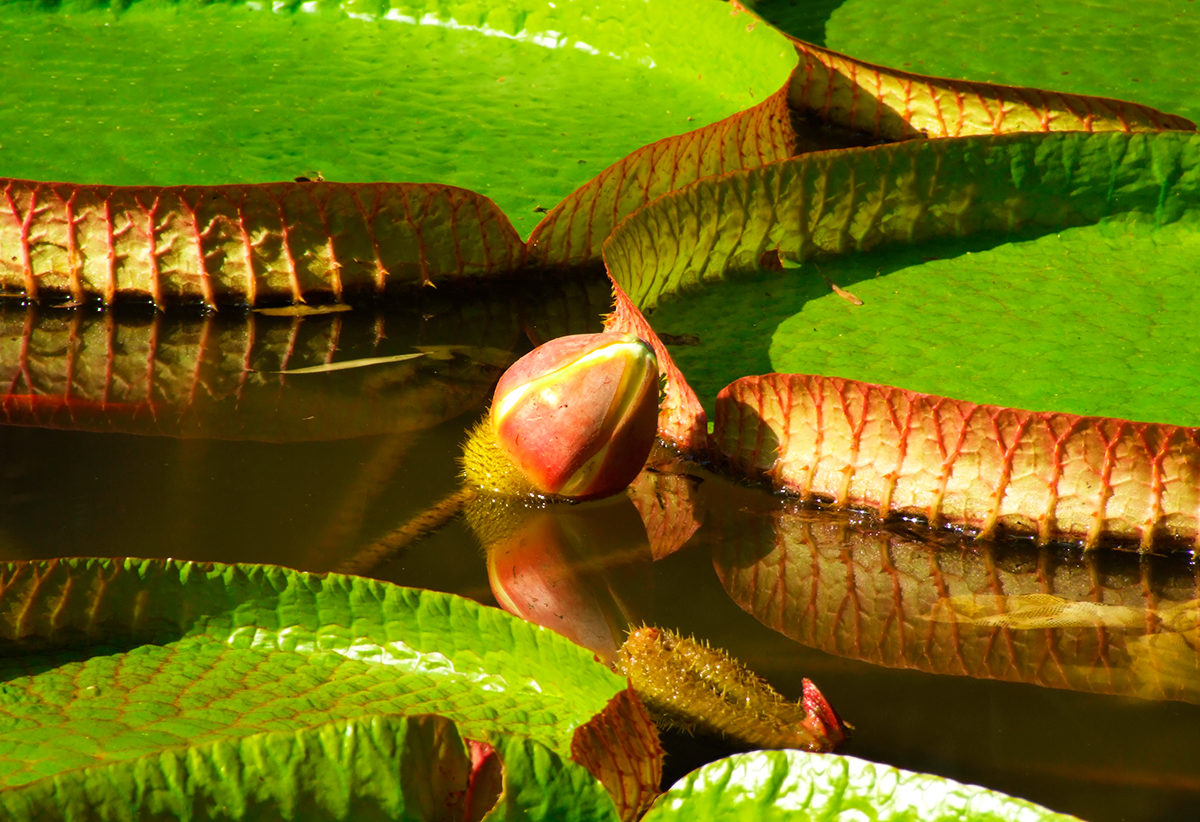 Кувшинки в пруду Ботанического сада, Сухуми
