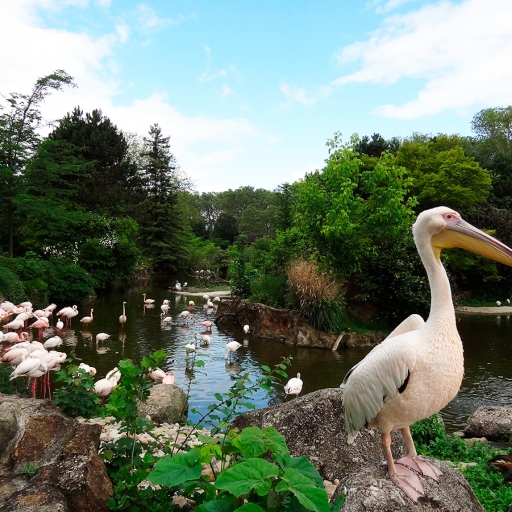 Парк Тет д’Ор, зоопарк и ботанический сад Лиона