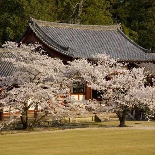 «О-ханами» — цветение сакуры