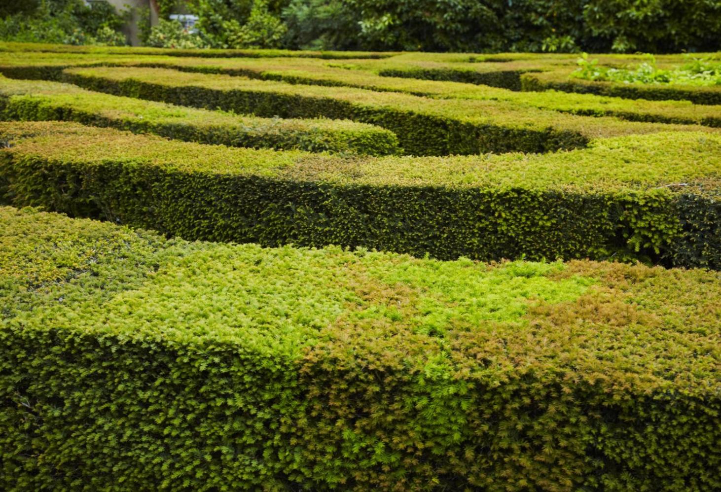 Hampton Court Maze, Великобритания