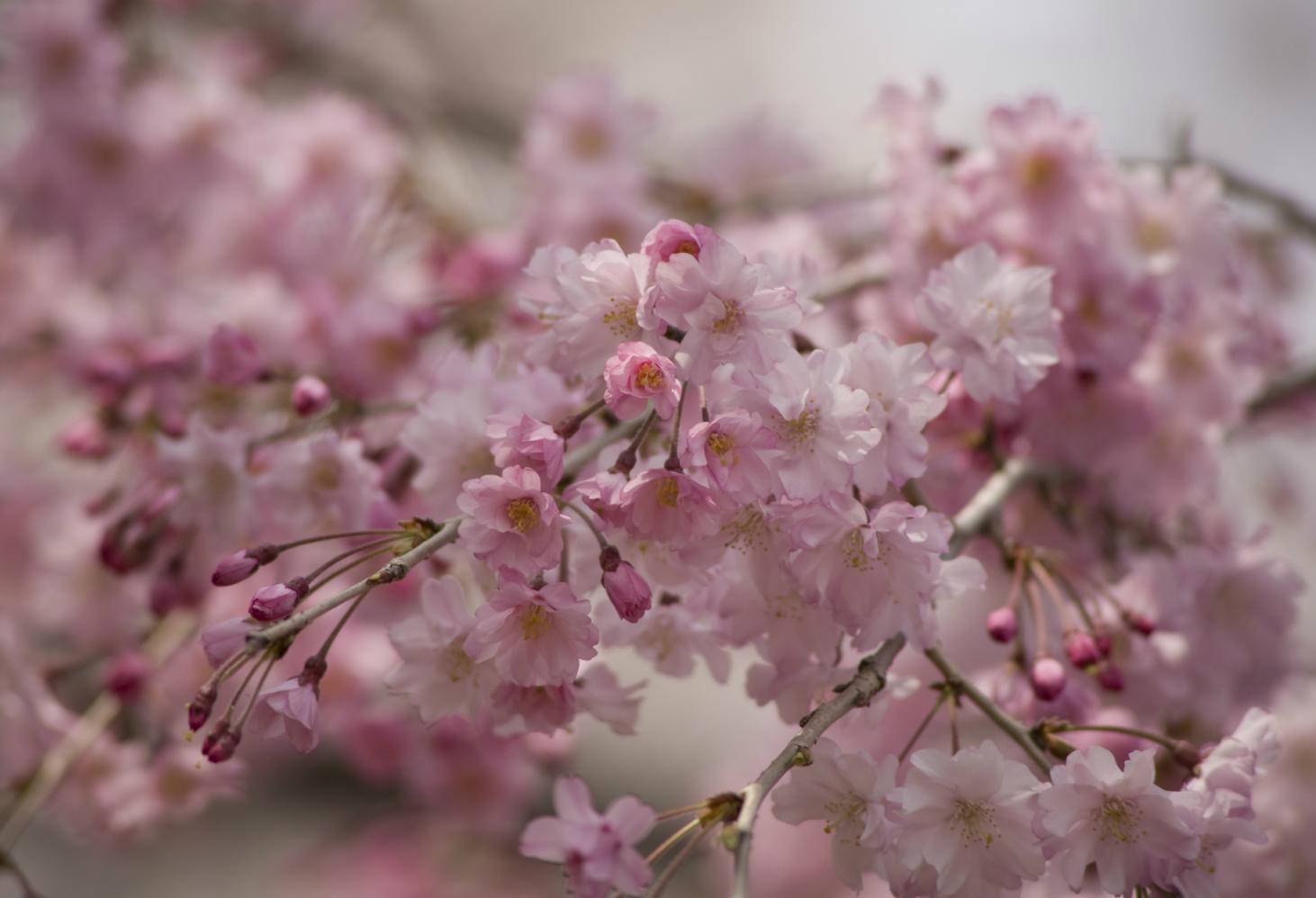 «О-ханами» — праздник весны